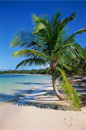 simsearch:841-03677165,k - Palmier tropical de plage de Bávaro, République dominicaine, Antilles, Caraïbes, Amérique centrale Photographie de stock - Rights-Managed, Code: 841-02925745