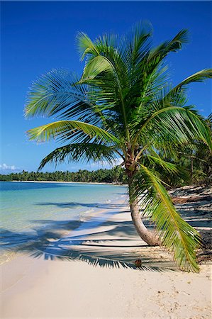 simsearch:841-03517089,k - Palm tree on tropical Bavaro Beach, Dominican Republic, West Indies, Caribbean, Central America Stock Photo - Rights-Managed, Code: 841-02925745