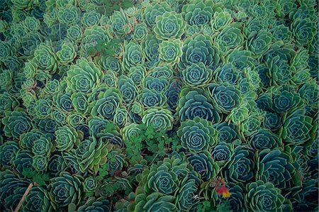 succulent - Sempervivum montanum, Westport, South Island, New Zealand, Pacific Stock Photo - Rights-Managed, Code: 841-02920101