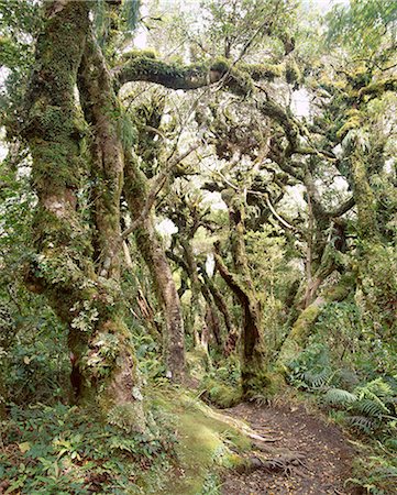 simsearch:841-03062347,k - Goblin Forest, Kamahi Forest, Dawson Falls Track, Mount Egmont National Park, Taranaki, North Island, New Zealand, Pacific Stock Photo - Rights-Managed, Code: 841-02920141