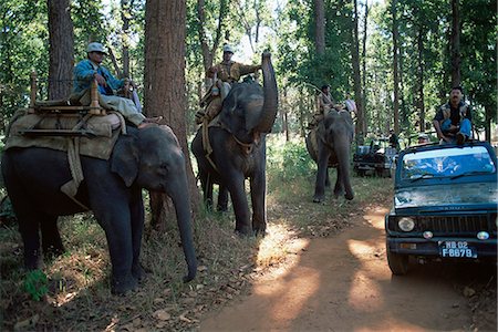 simsearch:841-06033004,k - Elephants waiting for tourists, Kanha National Park, Madhya Pradesh state, India, Asia Stock Photo - Rights-Managed, Code: 841-02920158
