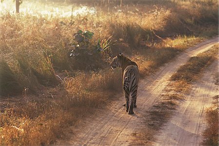 Tiger, Kanha National Park, Madhya Pradesh state, India, Asia Stock Photo - Rights-Managed, Code: 841-02920159