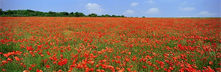 simsearch:841-02919133,k - Field of wild poppies, Wiltshire, England, United Kingdom, Europe Foto de stock - Con derechos protegidos, Código: 841-02920162