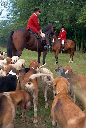 perro rastrero - Fox hunting, Essex, England, United Kingdom, Europe Foto de stock - Con derechos protegidos, Código: 841-02920174