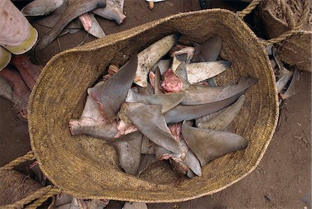 Close-up of a basket of shark fins for export to eastern markets, the flesh is eaten locally, in the port of Hodeida, Yemen, Middle East Stock Photo - Rights-Managed, Code: 841-02920321