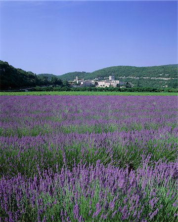 simsearch:841-02708666,k - Lavender fields and the village of Montclus, Gard, Languedoc-Roussillon, France, Europe Foto de stock - Con derechos protegidos, Código: 841-02920334