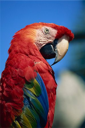 red bird feathers - Scarlet Macaw, Seaworld, San Diego, California, United States of America, North America Stock Photo - Rights-Managed, Code: 841-02920413