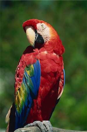 Scarlet Macaw, Seaworld, San Diego, California, United States of America, North America Foto de stock - Con derechos protegidos, Código: 841-02920452
