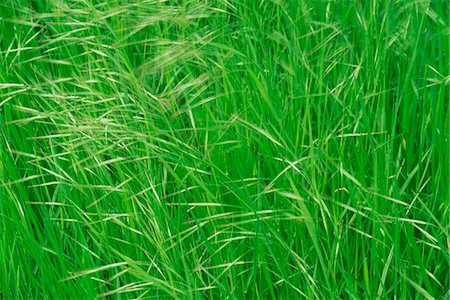 simsearch:841-02708514,k - Spring grasses, Surrey, England, United Kingdom, Europe Stock Photo - Rights-Managed, Code: 841-02920477