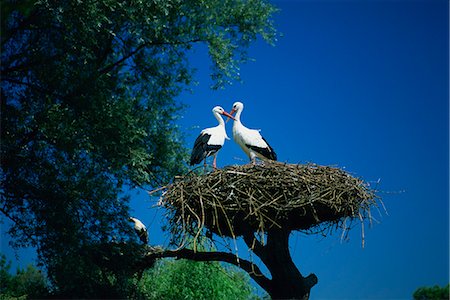 stork's nest - Pair of white storks (ciconia ciconia) on nest, Hunawihr, Haut-Rhin, Alsace, France, Europe Foto de stock - Con derechos protegidos, Código: 841-02920565