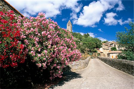 simsearch:841-02920629,k - Oleander in flower, with village and 15th century tower beyond, Olargues, Herault, Languedoc-Roussillon, France, Europe Stock Photo - Rights-Managed, Code: 841-02920624