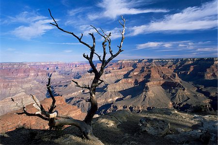 simsearch:841-02718954,k - Dead tree and view of canyon from the South Rim at Hopi Point, Grand Canyon National Park, UNESCO World Heritage Site, Arizona, United States of America (U.S.A.), North America Stock Photo - Rights-Managed, Code: 841-02920642