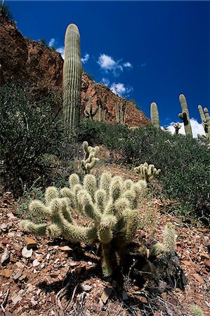 Ours en peluche cholla (Opuntia bigelovii) et cactus saguaro, Tonto National Monument, près de Phoenix, Arizona, États-Unis d'Amérique (États-Unis d'Amérique), Amérique du Nord Photographie de stock - Rights-Managed, Code: 841-02920658