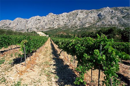 Vinyard at the foot of Motagne Ste-Victorie near Aix-en-Provence, Bouches-de-Rhone, Provence-Alpes-Cote-d'Azur, France, Europe Stock Photo - Rights-Managed, Code: 841-02920758