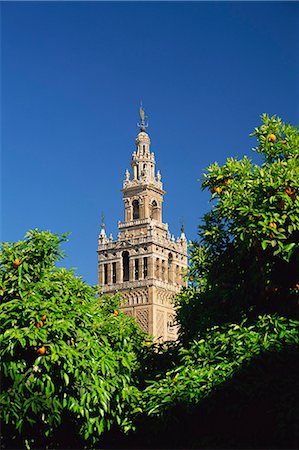 The Giralda framed by orange trees, Seville, Andalucia (Andalusia), Spain, Europe Foto de stock - Con derechos protegidos, Código: 841-02920768