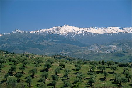 Olive groves with snow-capped Sierra Nevada beyond, near Granada, Andalucia (Andalusia), Spain, Europe Stock Photo - Rights-Managed, Code: 841-02920777