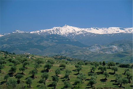 Olive groves with snow-capped Sierra Nevada beyond, near Granada, Andalucia (Andalusia), Spain, Europe Stock Photo - Rights-Managed, Code: 841-02920777