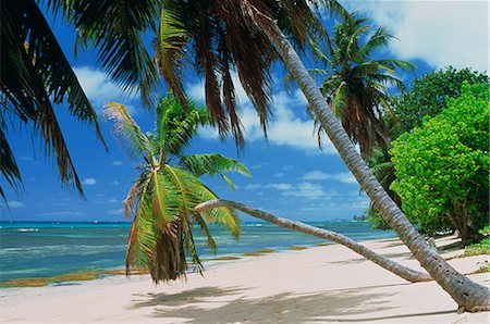 simsearch:841-03483719,k - Praslin beach, Seychelles, Indian Ocean, Africa Foto de stock - Con derechos protegidos, Código: 841-02921139