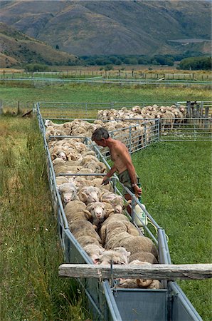 recinto - Sheep drenching, central Otago, South Island, New Zealand, Pacific Fotografie stock - Rights-Managed, Codice: 841-02921131