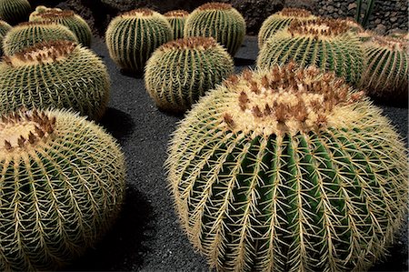 Jardin de Cactus près de Guatiza, Lanzarote, îles Canaries, Espagne, Europe Photographie de stock - Rights-Managed, Code: 841-02923660