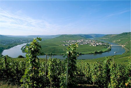 Vineyard near Trittenheim, Mosel Valley, Rheinland-Pfalz (Rhineland-Palatinate), Germany, Europe Foto de stock - Con derechos protegidos, Código: 841-02923695