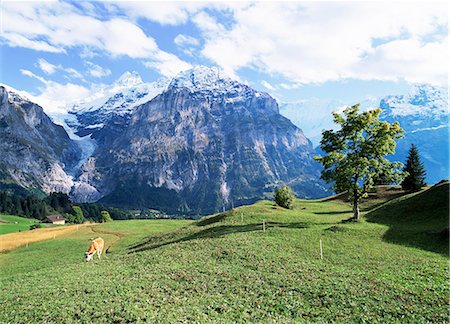 simsearch:841-02920497,k - Berner Oberland in der Nähe von Grindelwald, Schweizer Alpen, Schweiz, Europa Stockbilder - Lizenzpflichtiges, Bildnummer: 841-02923723
