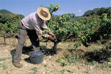 séguret - Travailleur saisonnier espagnol cueillette des raisins, région de Séguret, Vaucluse, Provence, France, Europe Photographie de stock - Rights-Managed, Code: 841-02923867