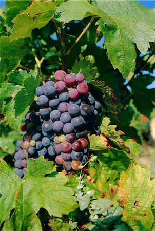 simsearch:841-02919725,k - Grapes ripe for picking, Vaucluse Region, Provence, France, Europe Foto de stock - Con derechos protegidos, Código: 841-02923868