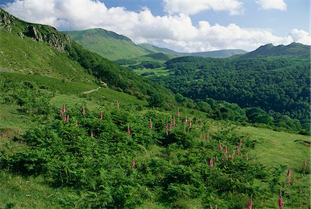 Hills near the Mawddach estuary, Snowdonia National Park, Gwynedd, Wales, United Kingdom, Europe Stock Photo - Rights-Managed, Code: 841-02923895