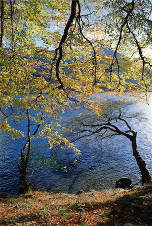 simsearch:841-03061095,k - Autumn trees at Ullswater, Lake District National Park, Cumbria, England, United Kingdom, Europe Fotografie stock - Rights-Managed, Codice: 841-02944079