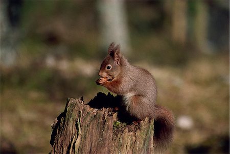 simsearch:841-02925442,k - Portrait of a red squirrel, Highlands, Scotland, United Kingdom, Europe Stock Photo - Rights-Managed, Code: 841-02944085