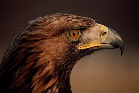 simsearch:841-03060892,k - Golden eagle, Highland region, Scotland, United Kingdom, Europe Foto de stock - Con derechos protegidos, Código: 841-02944080