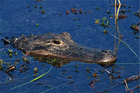 American Alligator, South Florida, United States of America, North America Stock Photo - Rights-Managed, Code: 841-02944093