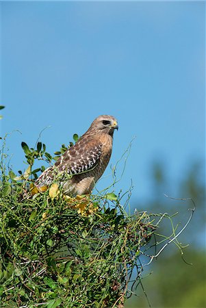 Rotschulterbussard, Süd-Florida, Vereinigte Staaten, Nordamerika Stockbilder - Lizenzpflichtiges, Bildnummer: 841-02944101