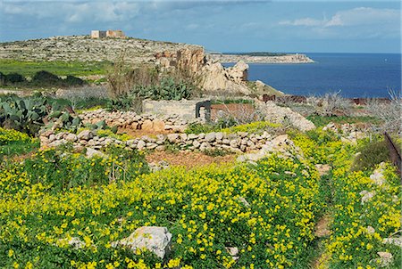 Flowers, in the rocky terrain near Mgiebah Bay, Mediterranean oxalis, Malta, Europe Fotografie stock - Rights-Managed, Codice: 841-02944122