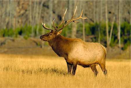 Elk, Yellowstone National Park, Wyoming, United States of America Fotografie stock - Rights-Managed, Codice: 841-02944144