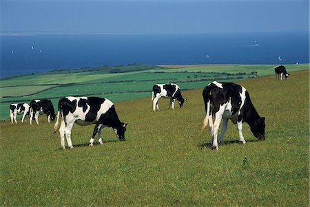 simsearch:841-02945891,k - Cows in a field, Isle of Purbeck, Dorset, England, United Kingdom, Europe Stock Photo - Rights-Managed, Code: 841-02944156