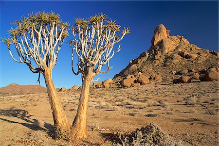 south africa scene tree - Quiver trees, Richtersveld, north Cape Province, South Africa, Africa Stock Photo - Rights-Managed, Code: 841-02944218