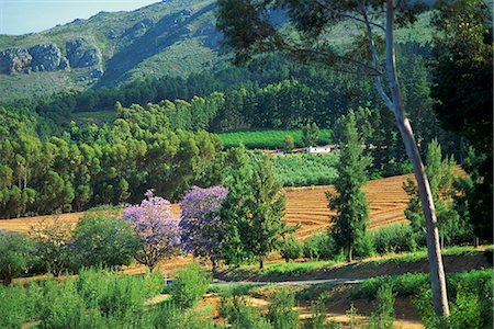 stellenbosch - Rural scenic near Stellenbosch, Cape Province, South Africa, Africa Stock Photo - Rights-Managed, Code: 841-02944219