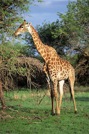 Giraffe, Mkuzi Game Reserve, Natal, South Africa, Africa Foto de stock - Con derechos protegidos, Código: 841-02944224