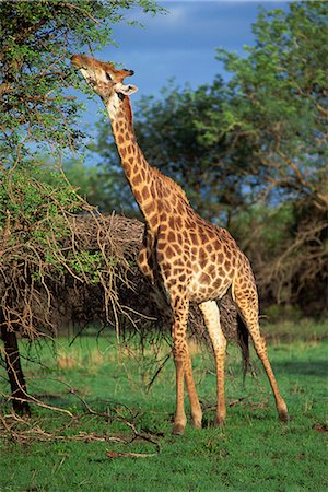 simsearch:841-02944224,k - Giraffe grazing, South Africa, Africa Foto de stock - Con derechos protegidos, Código: 841-02944221