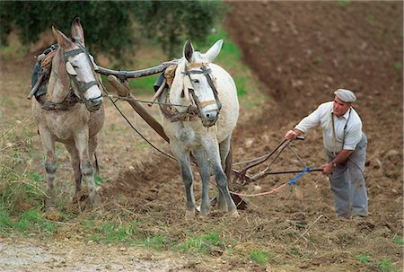 donkey image - Ploughing with donkeys, near Olvera, Cadiz, Andalucia, Spain, Europe Stock Photo - Rights-Managed, Code: 841-02944237