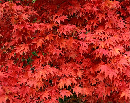 Close-up of Acer tree foliage in autumn Stock Photo - Rights-Managed, Code: 841-02944409