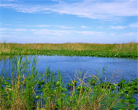 sumpfgebiet - Lilien, Schilf und Wasserstraße, Everglades National Park, Florida, Vereinigte Staaten von Amerika, Nordamerika Stockbilder - Lizenzpflichtiges, Bildnummer: 841-02944412