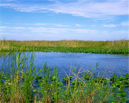 Lys, les roseaux et les cours d'eau, Parc National des Everglades, Floride, États-Unis d'Amérique, Amérique du Nord Photographie de stock - Rights-Managed, Code: 841-02944412