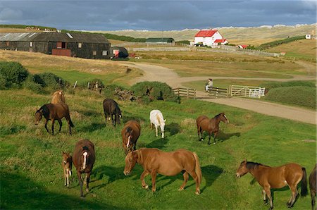 Port Howard, Falkland Islands, South America Foto de stock - Con derechos protegidos, Código: 841-02944498