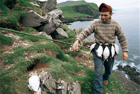 faroe islands - Catcher macareux, îles Féroé (îles Féroé), Danemark, de l'Atlantique Nord Photographie de stock - Rights-Managed, Code: 841-02944499