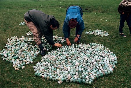 faroe islands - Guillemot eggs, Faroe Islands (Faeroes), North Atlantic Stock Photo - Rights-Managed, Code: 841-02944502