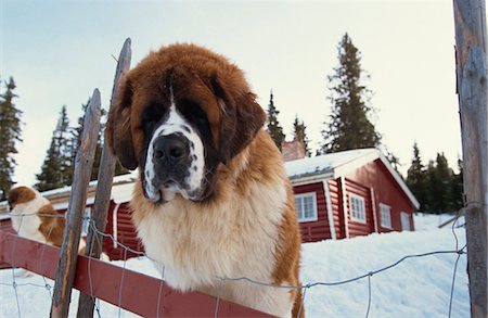 dog heads close up - Hoyfjell Hotel, Gola, Norway, Scandinavia, Europe Stock Photo - Rights-Managed, Code: 841-02944581