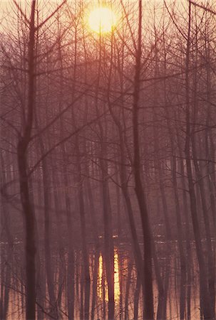 simsearch:841-02919392,k - Bare trees silhouetted by winter sunset, and reflected in pond Foto de stock - Con derechos protegidos, Código: 841-02944620